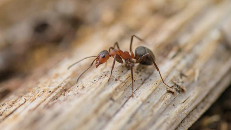 Stronkmier - Douwe Schut / Bureau Lampyris