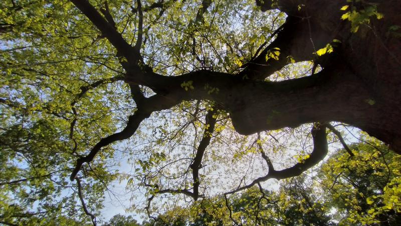 Monumentale boom op het landgoed