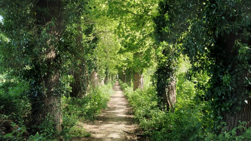 Een romantisch boslaantje