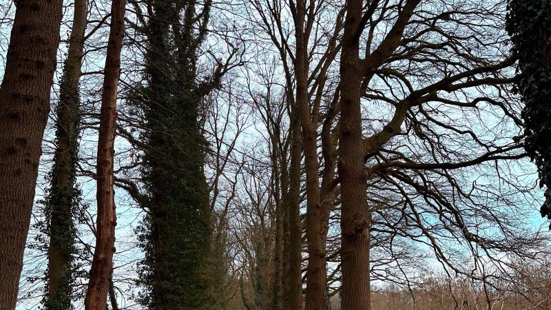 Soeslopad met statige bomenrijen