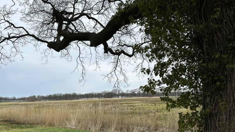 De natte hooivelden met rijke biodiversiteit