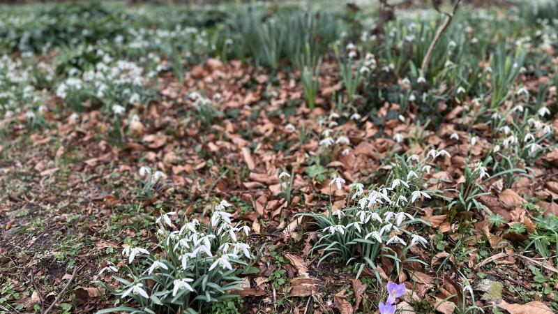 Sneeuwklokjes en krokussen rondom het landhuis