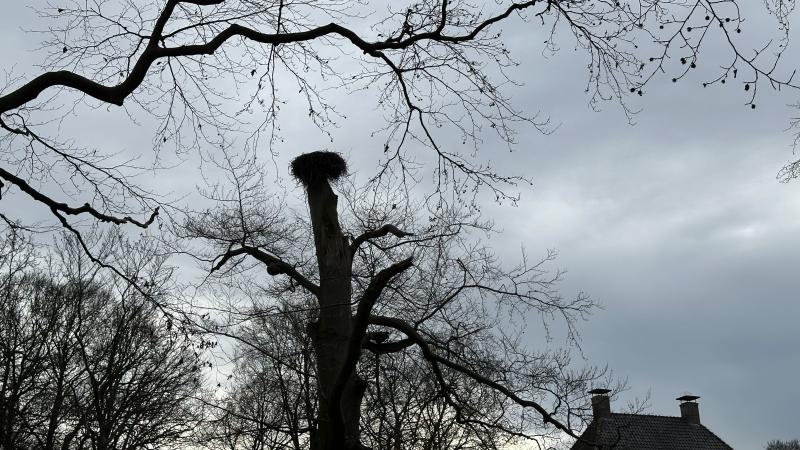 Te zien vanaf het bruggetje: een bijzonder ooievaarsnest