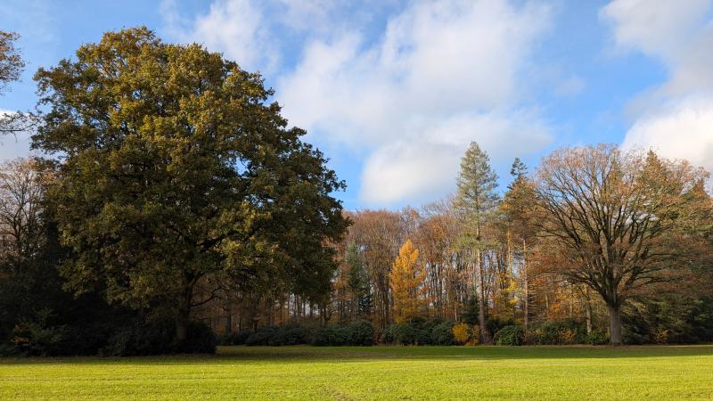 Parkbos - Martijn Horst