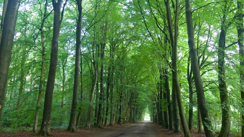 Laan - Mieke Scharloo