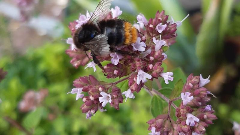 Hommel op zoek naar nectar