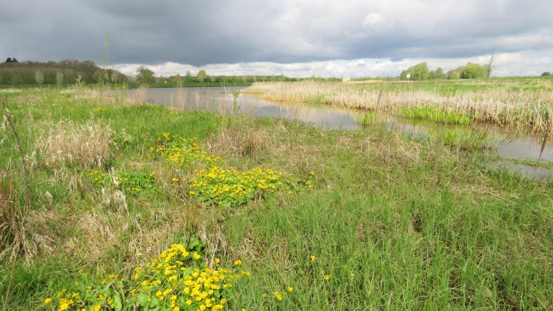Sekdoorn met dotterbloemen