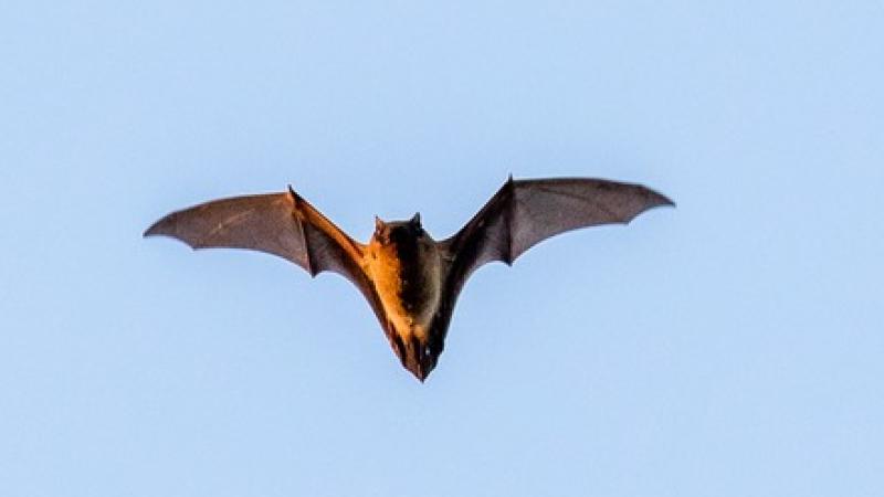 Rosse vleermuis, foto Kevin van den Hoven
