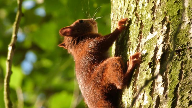 Acrobaat eekhoorn is dol op bomen
