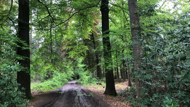Haagse bos