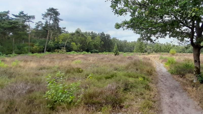 Open plek in het bos