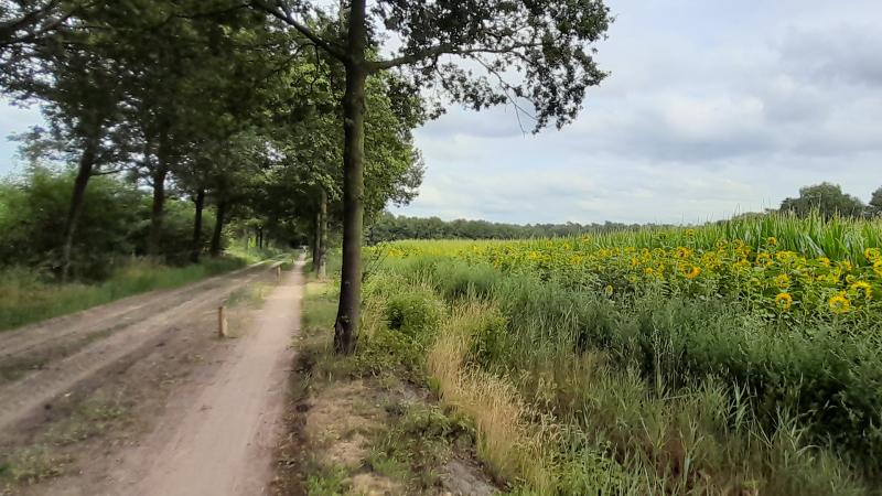 Zonnebloem langs maïsveld