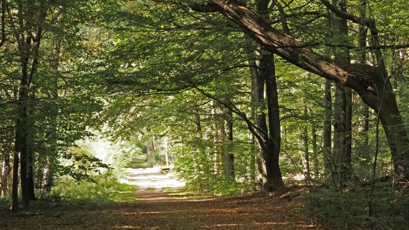 Lonnekerberg, laan