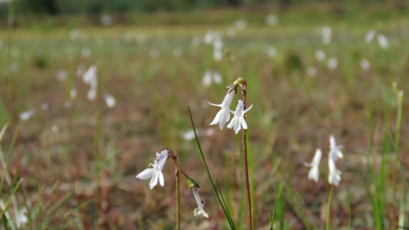 Waterlobelia