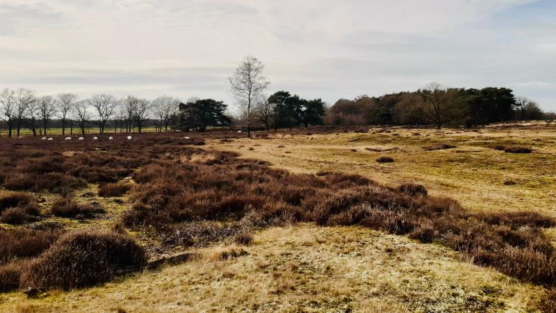 Natuurreservaat Wildenberg in Drenthe