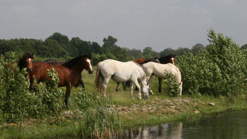 Begrazing Doorbraak