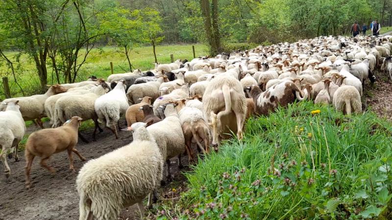 Schapen op weg Haaksbergen