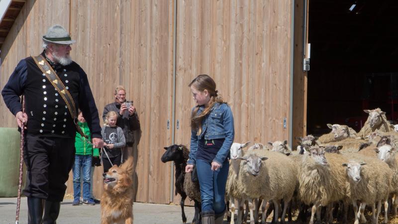 Voor de schaapskooi