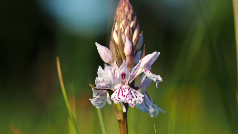 Gevlekte orchis