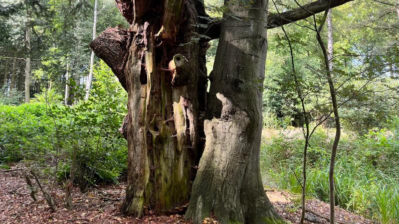 Bomen Nijenhuis