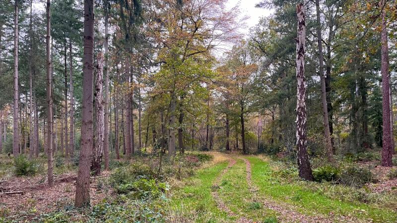 Westerflier bos