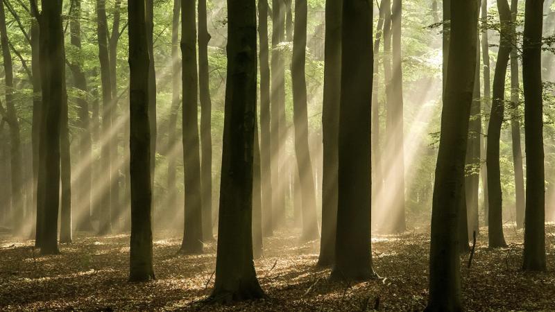Natuurwens Westerflier