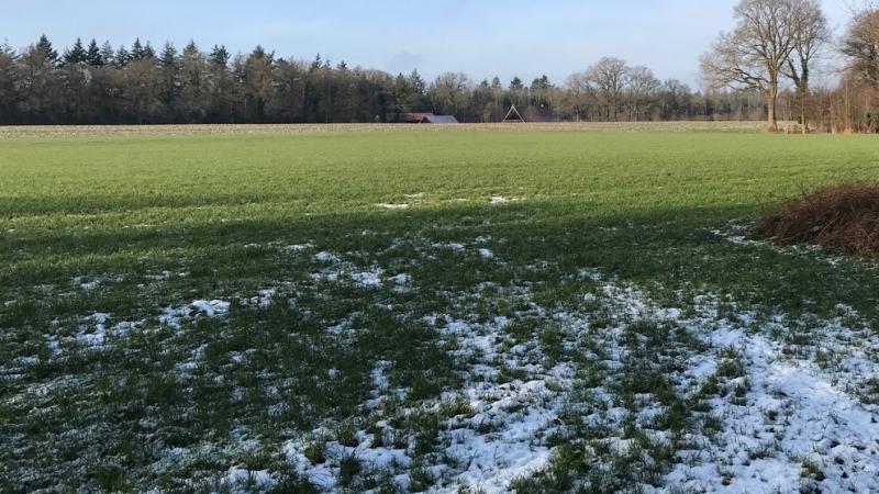 Westerflierder Es