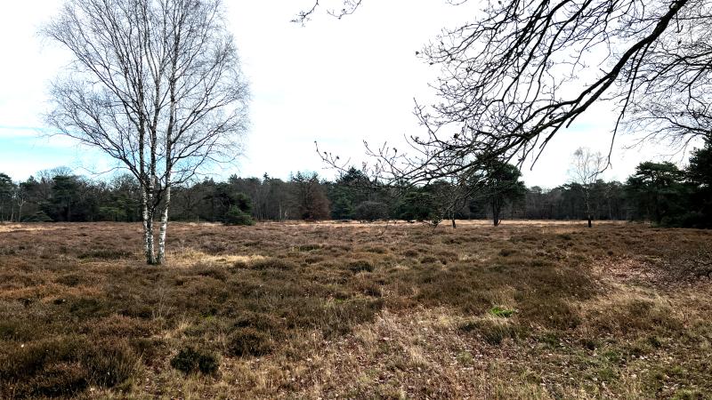 Hoogveenheide