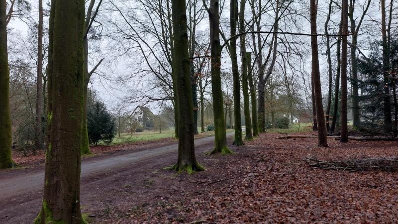 Prachtige rechte beukenlaan in wintertijd 