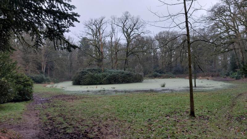 Teesinkvijver vol bedekt met groen kroos 