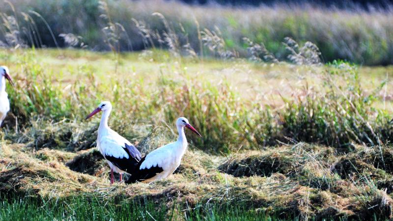 Ooievaars in veld