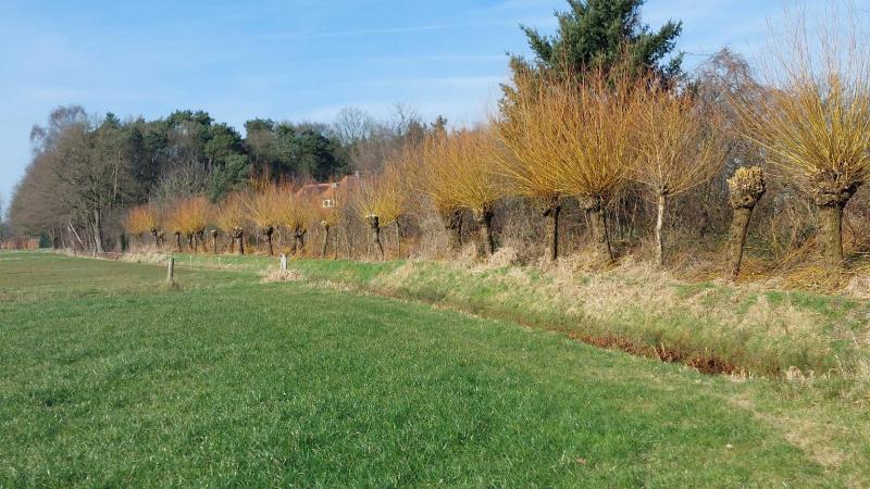 Knotwilgen in het landschap netjes op de rij. 