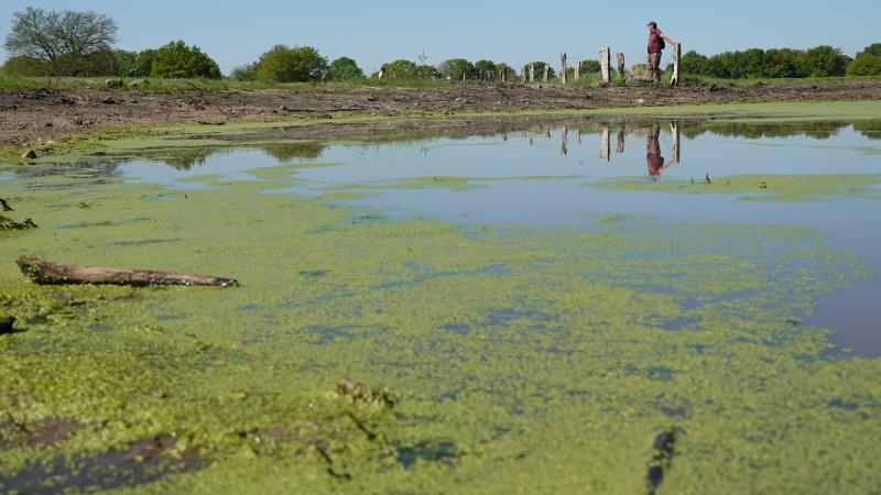 Kikkerpoel Hoge Hexel