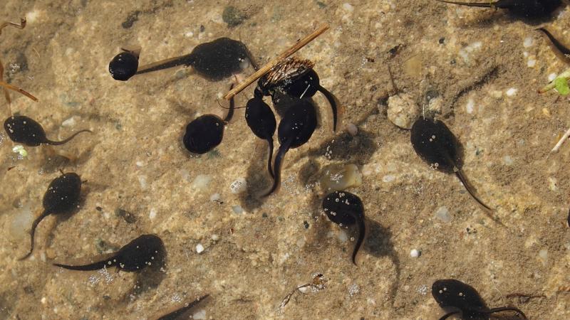 Kikkervisjes Hoge Hexel