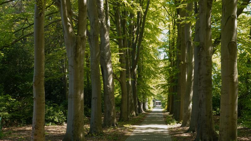 Beukenlaan Pleisterplaats De Barkel