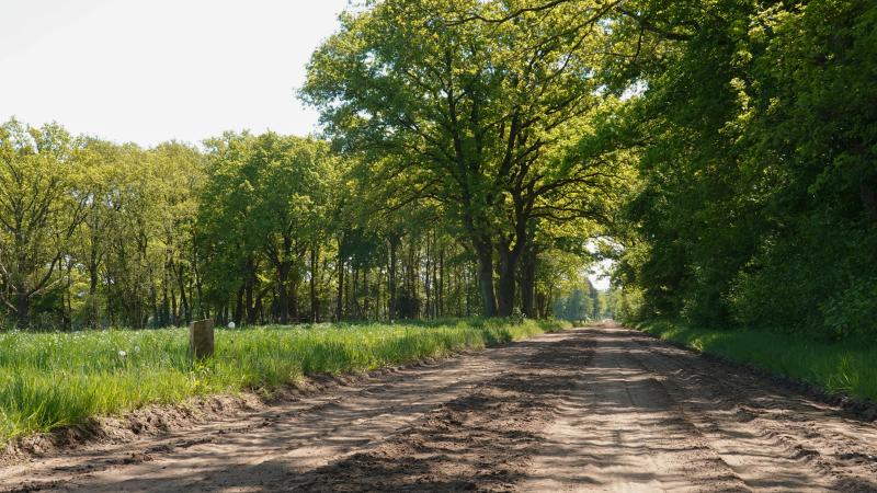 Weg door het aangelegde bos
