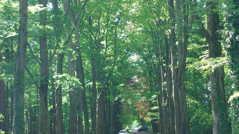 Beuken in voorjaarsgroen strak in het gelid.