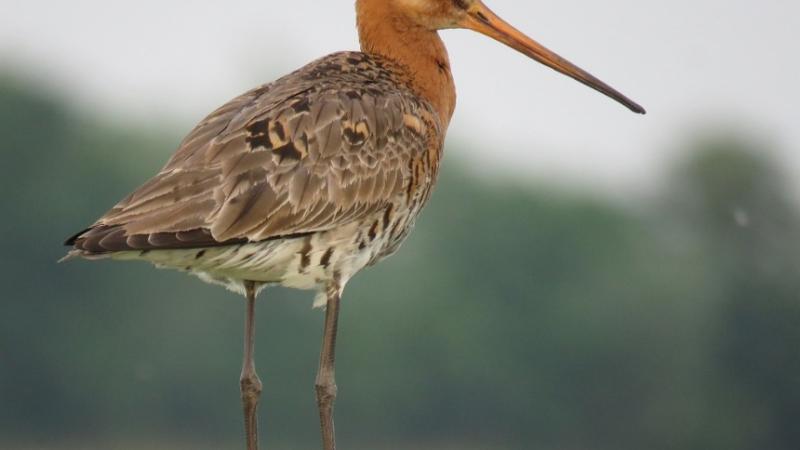 Onze nationale weidevogel, de grutto.