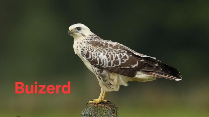De buizerd is een roofvogel die graag een handvol veldmuizen verslind per dag. 
