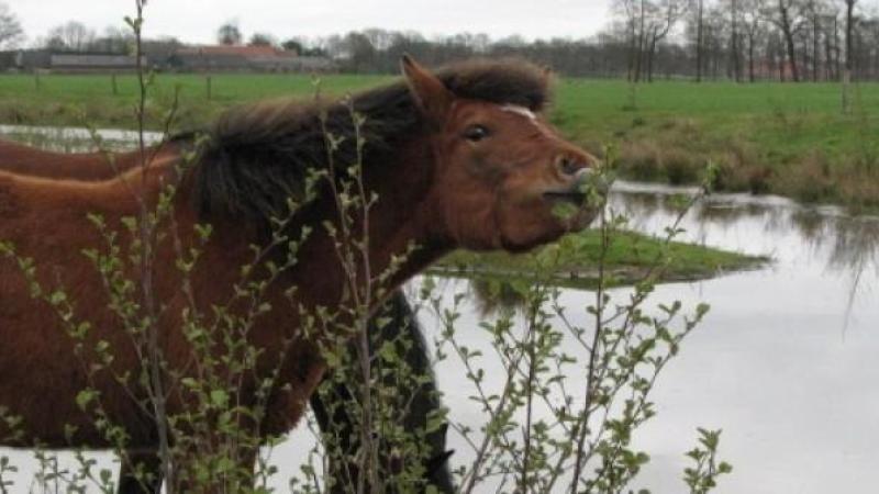 Grazers Doorbraak