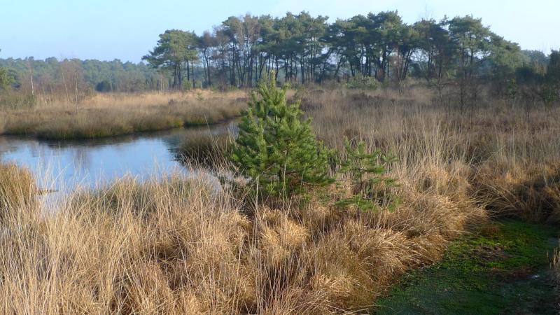 Beerze, natte heide