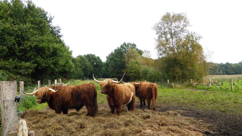 Stoer hé, wij zijn zogeheten Schotse Hooglanders.