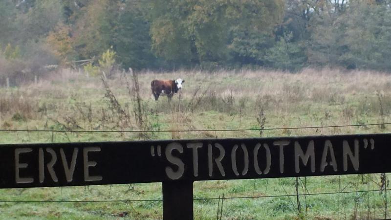 Hek van Strootman