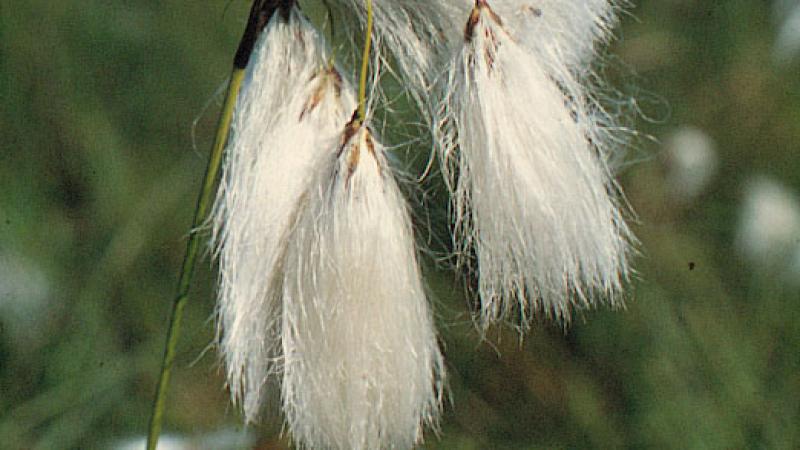 Veenpluis