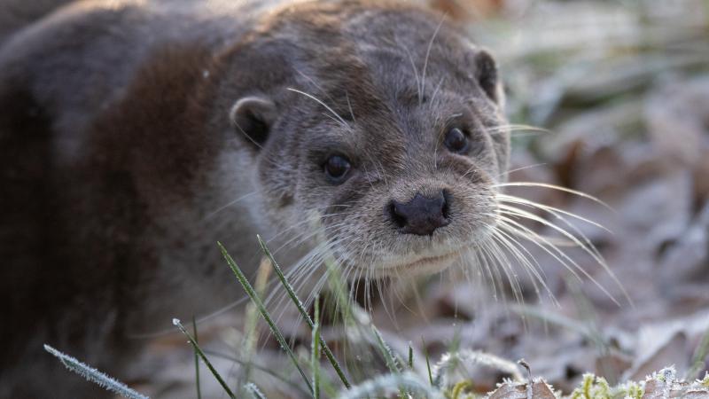 Otter - Mark Zekhuis