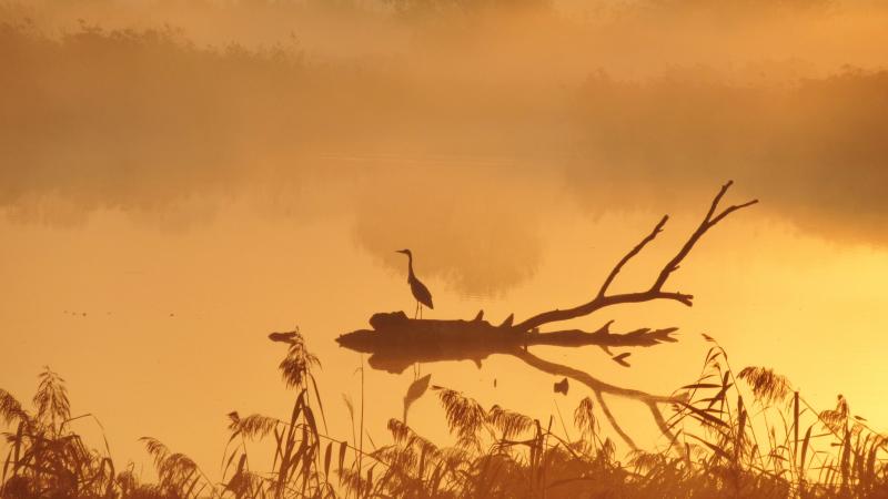 Reiger bij zonsopkomst - Hanneke van Doornik