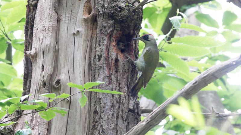 Groene Specht bij nest - Mark Zekhuis