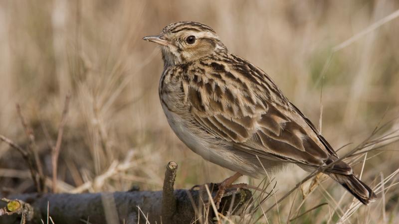 Boomleeuwerik - Stichting Landschap Overijssel