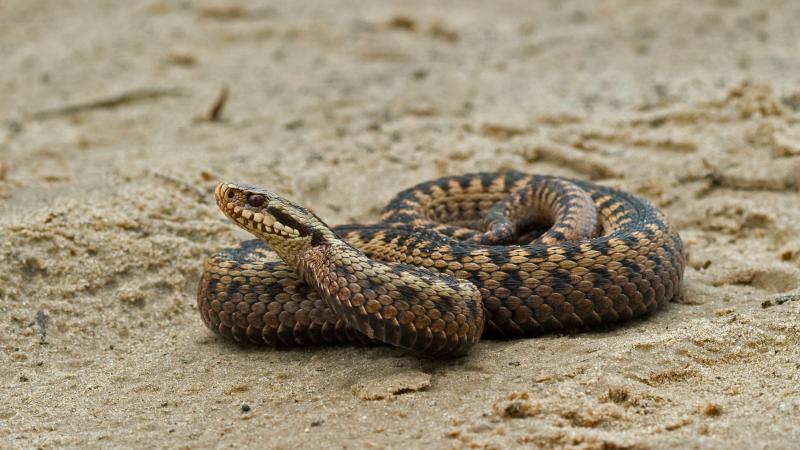 Adder - Jacob van der Weele