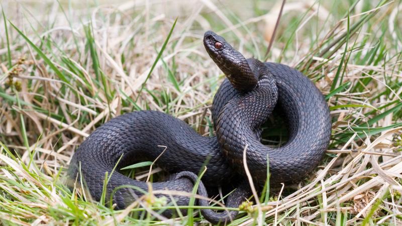 Adder - Mark Zekhuis